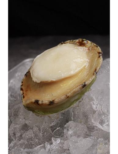 Wild-Caught Greenlip Abalone