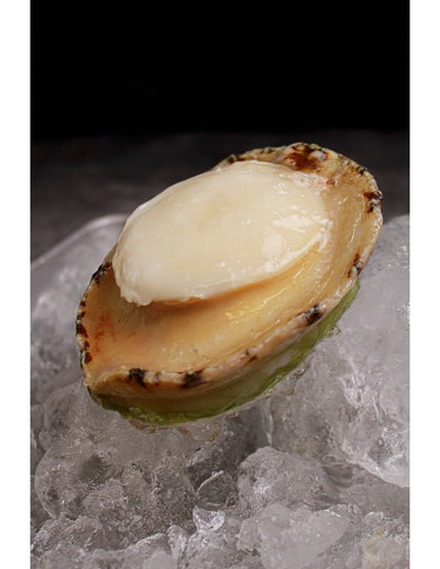 Wild-Caught Greenlip Abalone